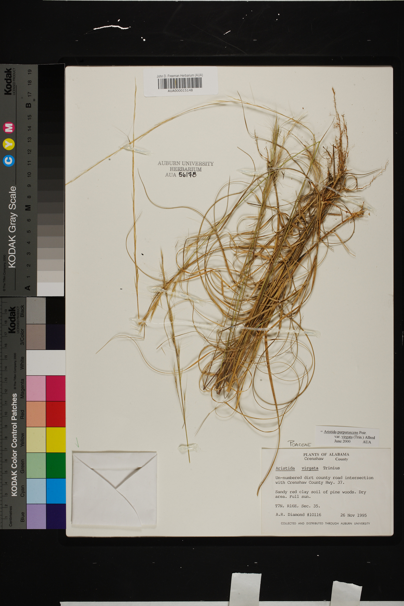 Aristida purpurascens var. virgata image