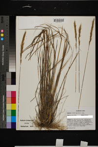 Aristida spiciformis image