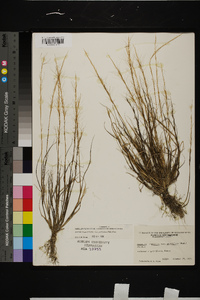 Aristida longespica var. geniculata image