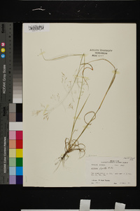 Aristida oligantha image