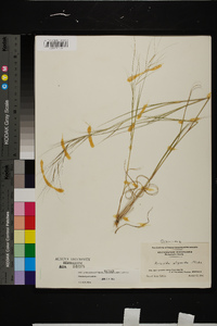 Aristida oligantha image