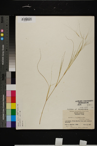 Aristida oligantha image