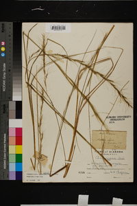 Aristida palustris image