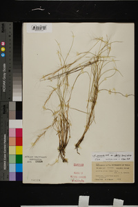 Aristida purpurea var. nealleyi image