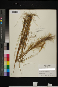 Aristida spiciformis image