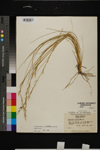 Aristida stricta image