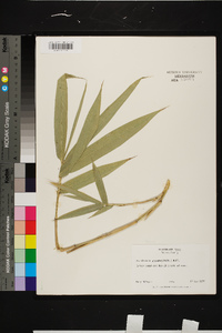 Arundinaria gigantea image