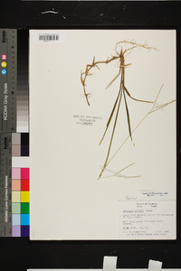 Axonopus fissifolius image