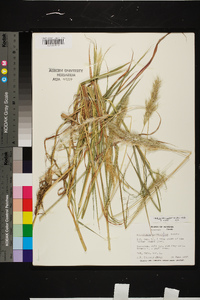 Bothriochloa saccharoides image