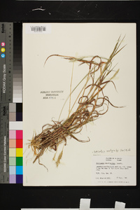 Bothriochloa saccharoides image