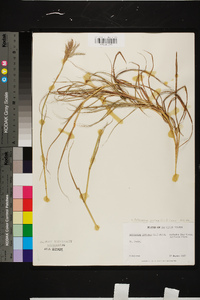 Bothriochloa pertusa image