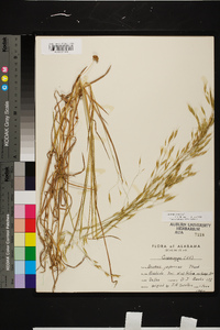 Bromus arvensis image