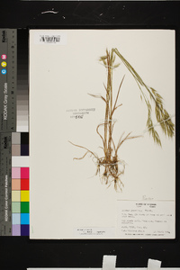 Bromus arvensis image