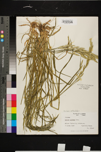 Bromus catharticus image