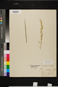 Bromus catharticus image