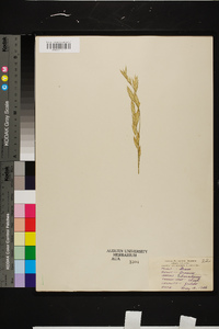 Bromus catharticus image