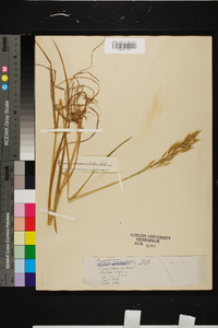 Bromus commutatus image