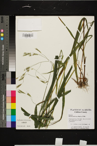 Bromus pubescens image