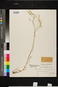 Bromus sterilis image