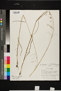 Bromus secalinus image