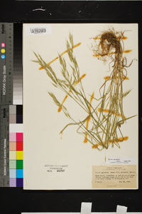 Bromus arvensis image