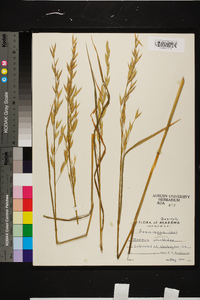 Bromus catharticus image