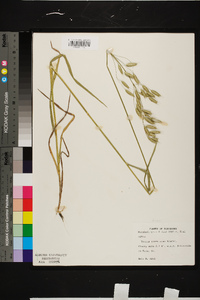 Bromus commutatus image