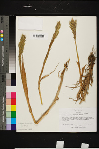 Bromus maritimus image