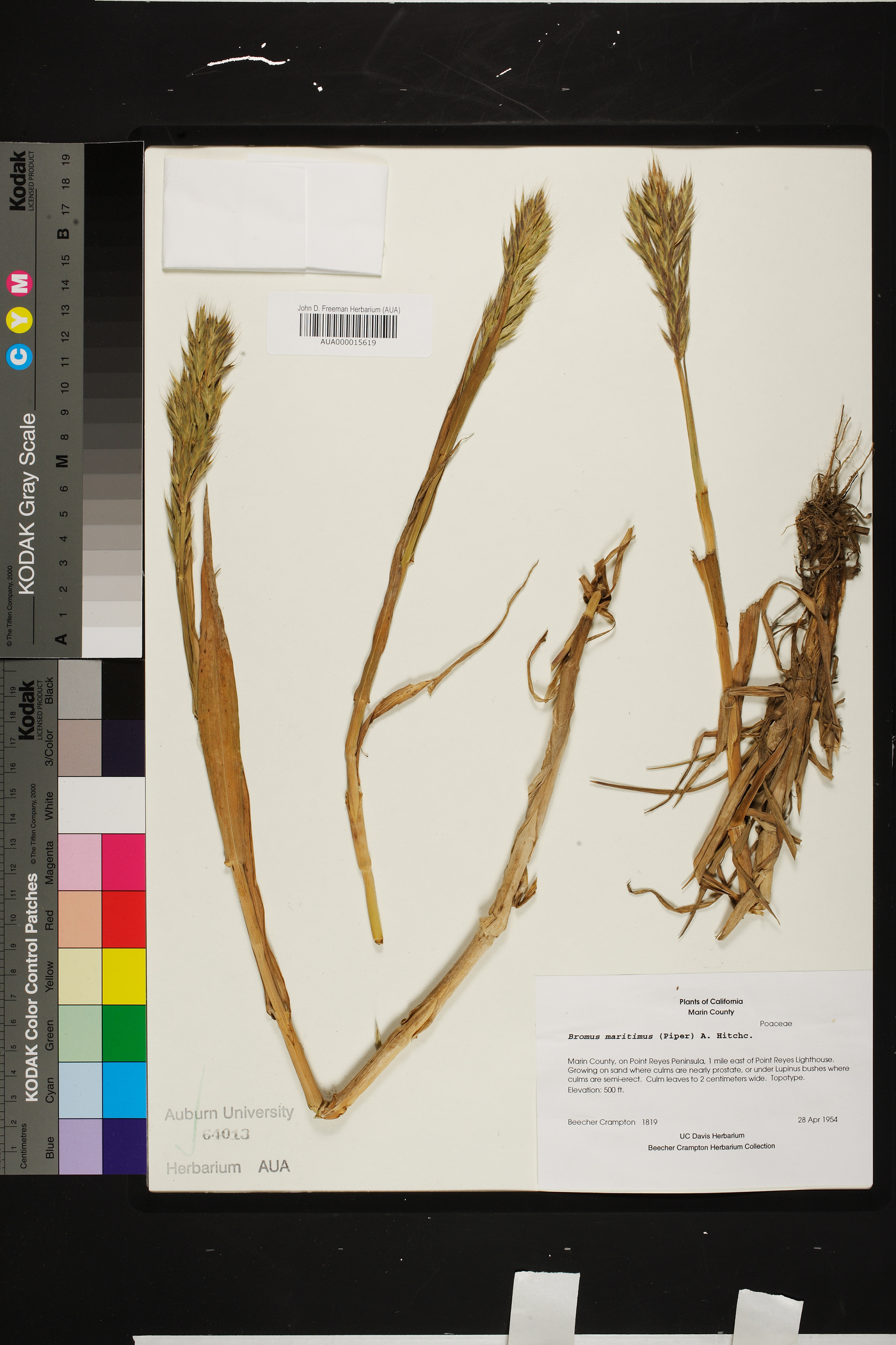 Bromus maritimus image