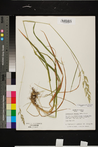 Calamagrostis coarctata image