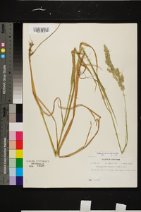 Calamagrostis coarctata image