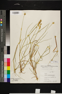 Cenchrus spinifex image