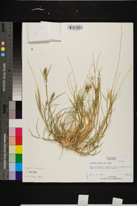 Cenchrus spinifex image