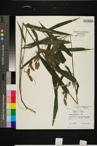 Chasmanthium latifolium image