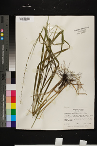 Chasmanthium sessiliflorum image