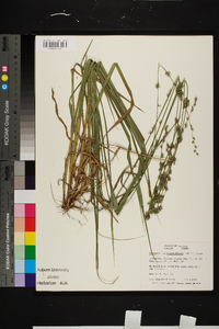 Chasmanthium sessiliflorum image