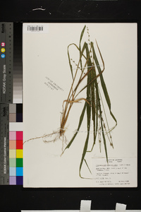 Chasmanthium sessiliflorum image