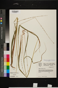 Chasmanthium sessiliflorum image