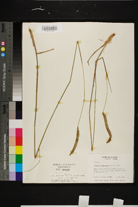 Ctenium aromaticum image