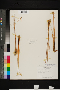 Cymbopogon citratus image