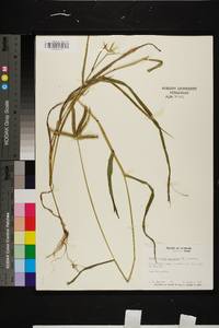 Dactyloctenium aegyptium image