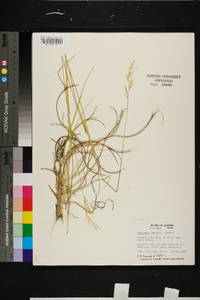 Danthonia sericea image