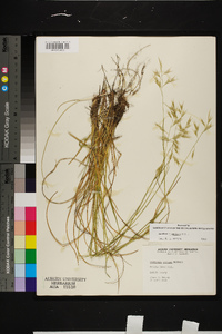 Danthonia sericea image