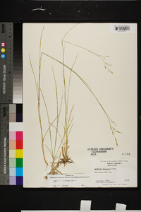 Danthonia compressa image