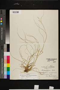 Danthonia compressa image