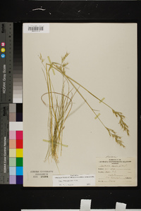 Danthonia sericea image