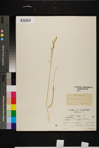 Deschampsia flexuosa image