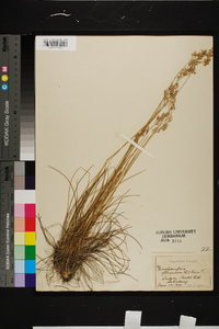 Deschampsia flexuosa image