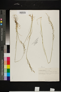 Deschampsia flexuosa image