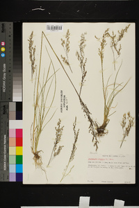 Deschampsia flexuosa image